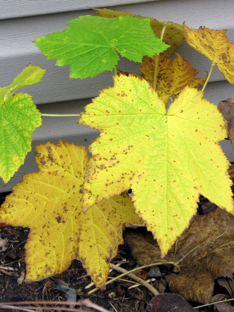 Flowering raspberry fall color