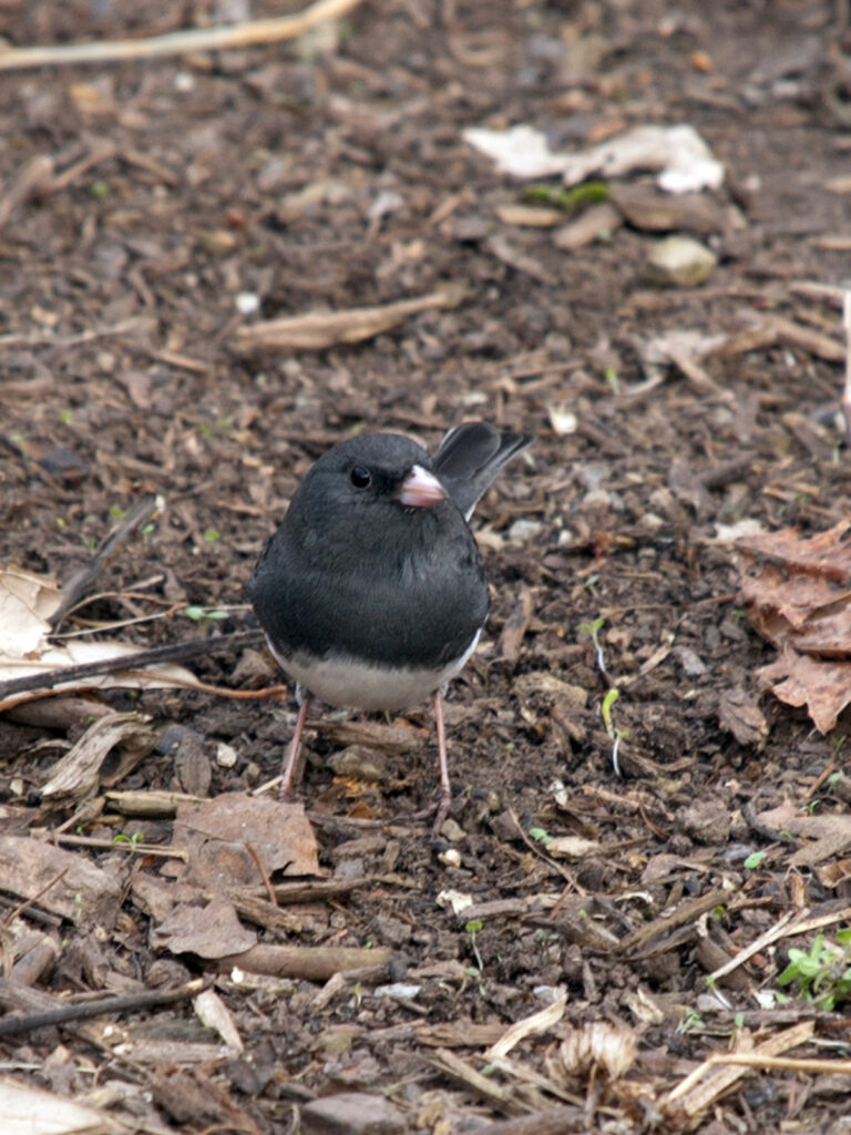 Junco eating seeds on the ground