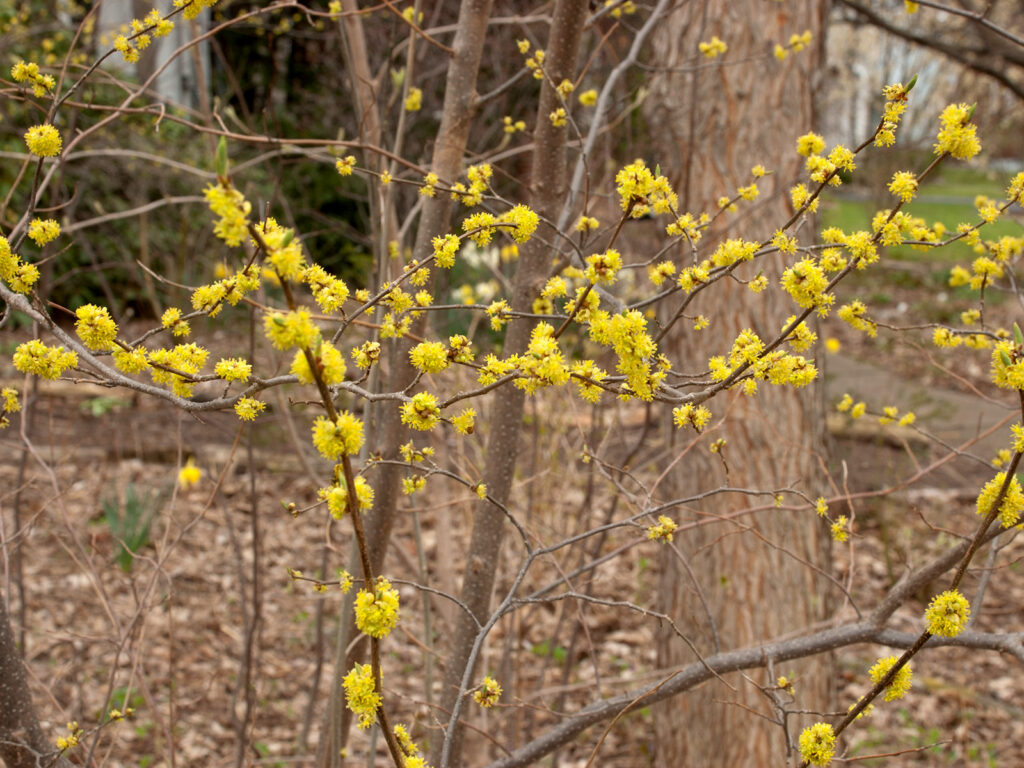 Spicebush spring flowers
