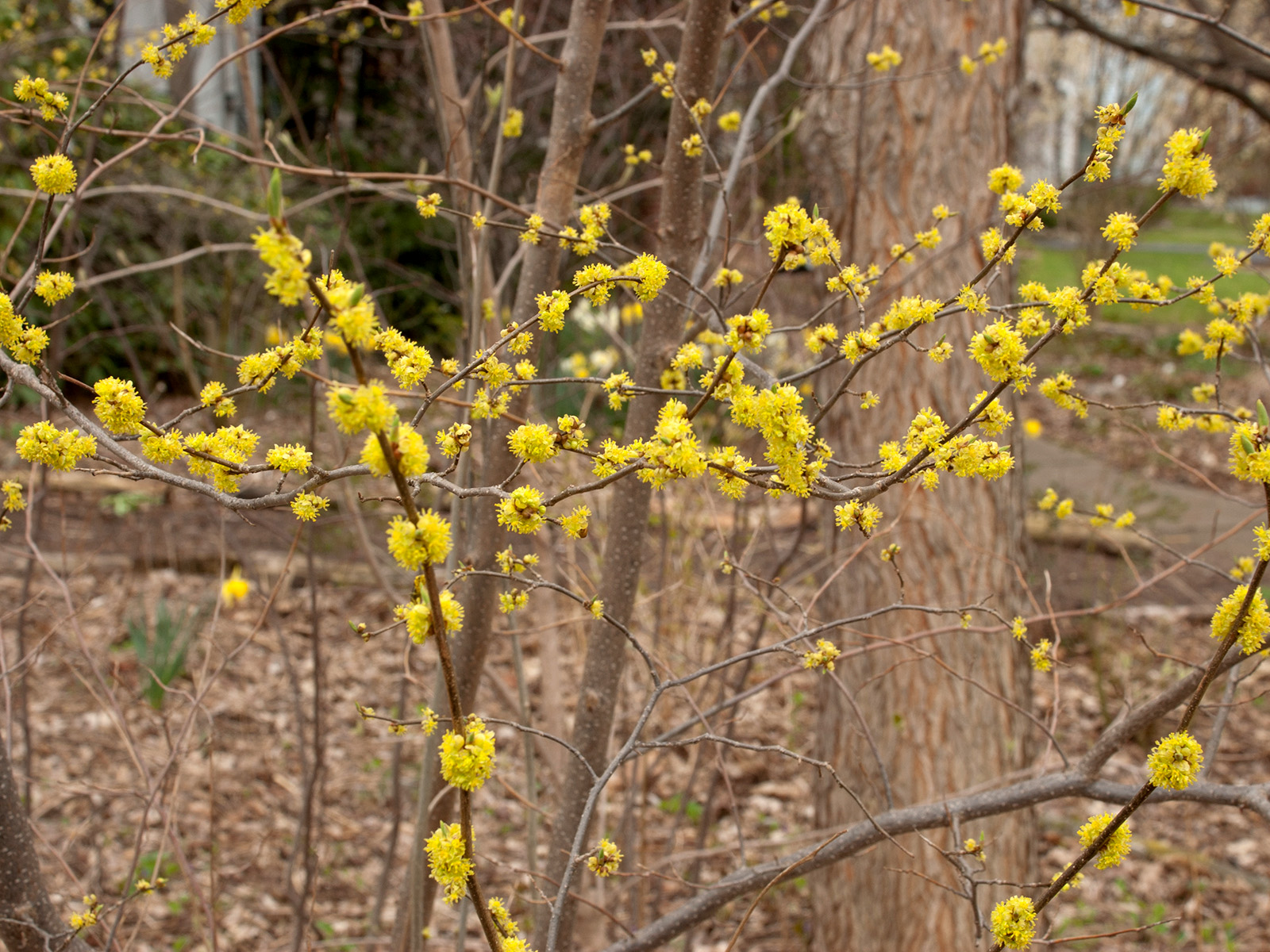 Our shrubs – 5 – Our Habitat Garden