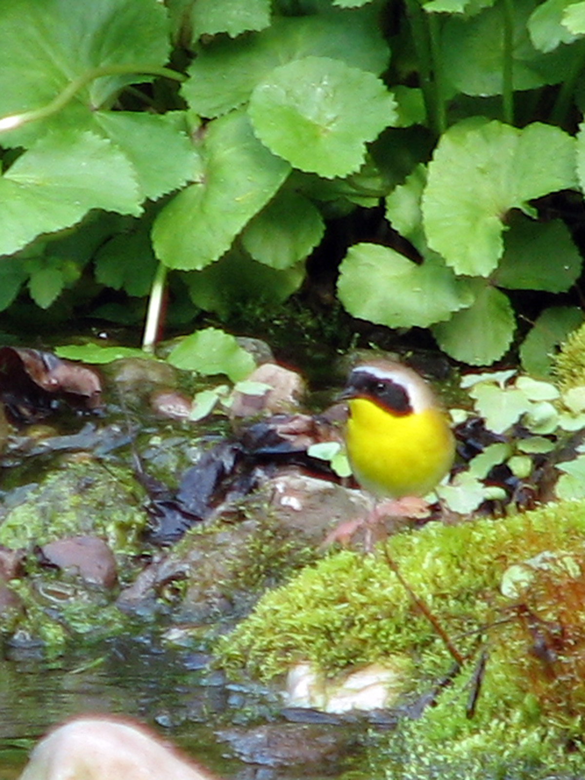 Common yellowthroat getting ready for a bath