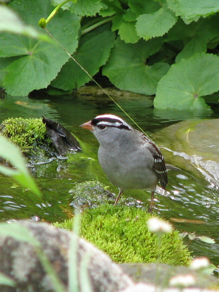 White-crowned sparrow bathing