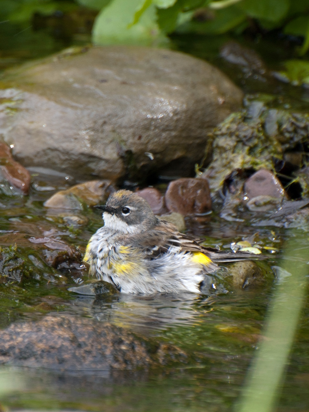 Yellow-rump warbler bathing