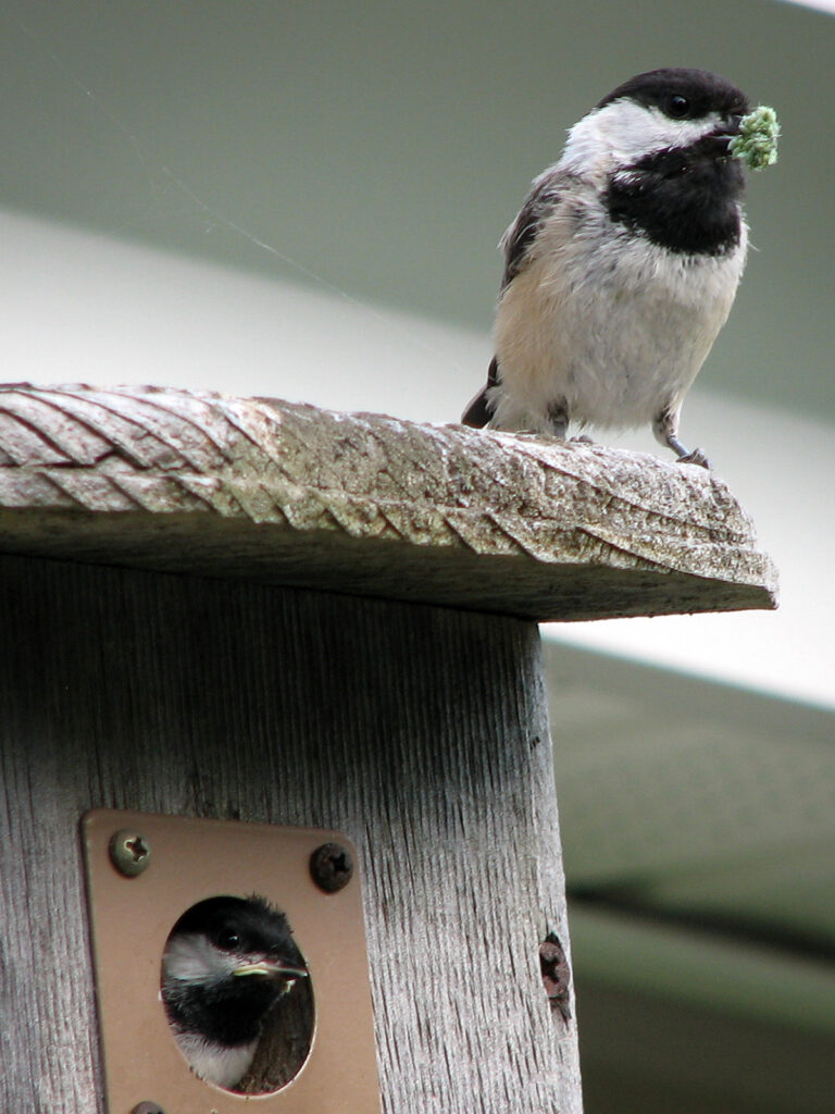Chickadee with insect to feed babies