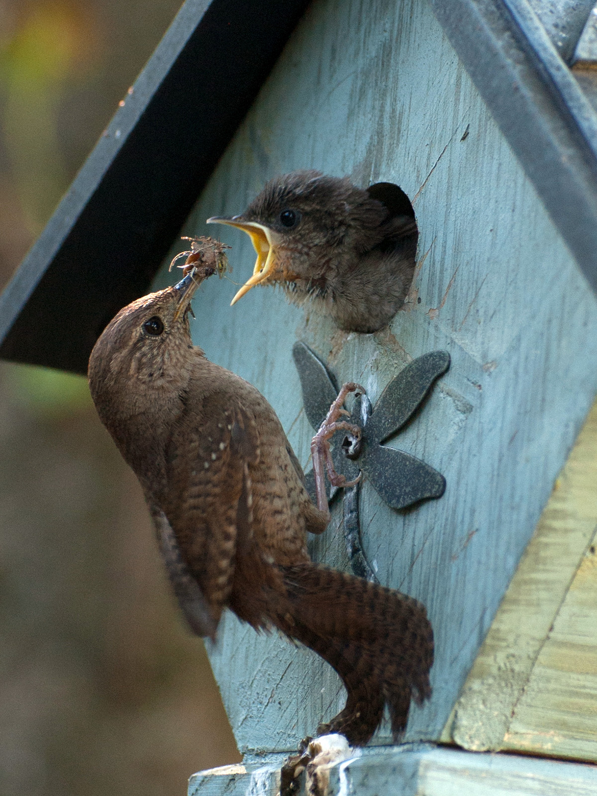 Wren feeding insect to baby bird