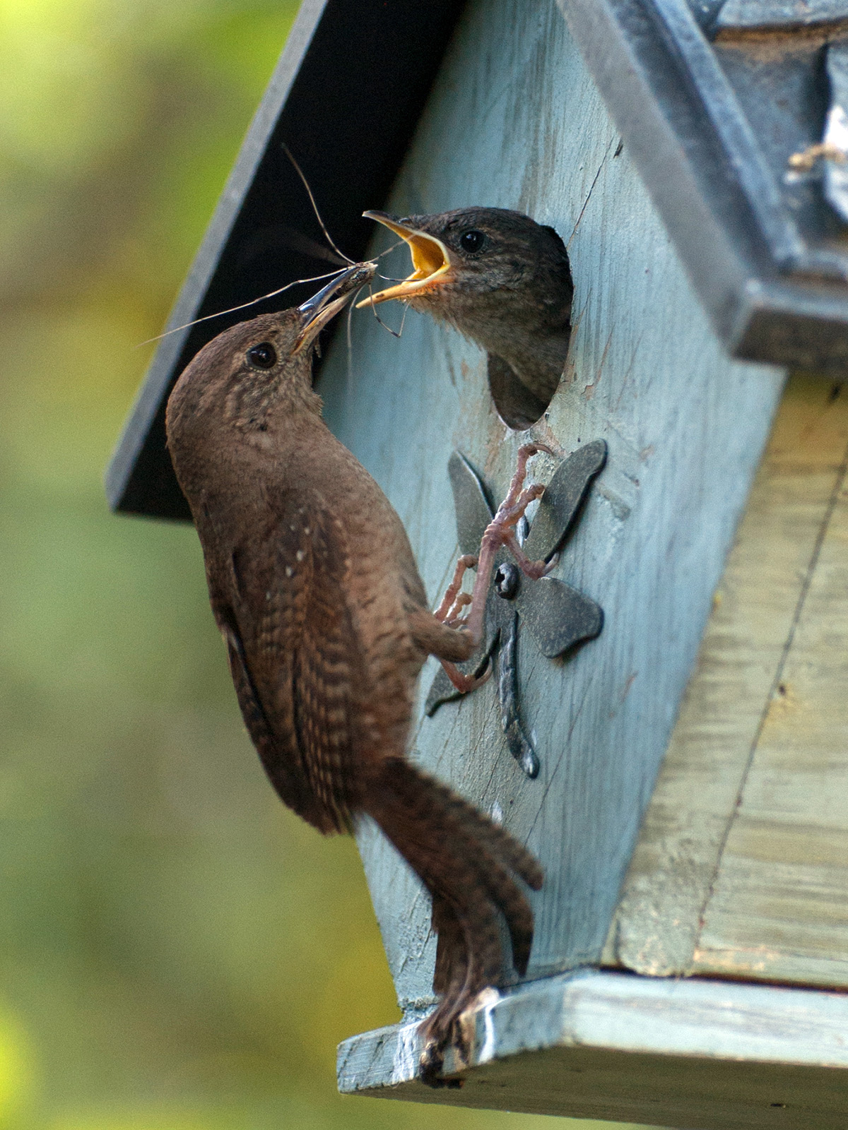 Wren feeding insect to baby bird
