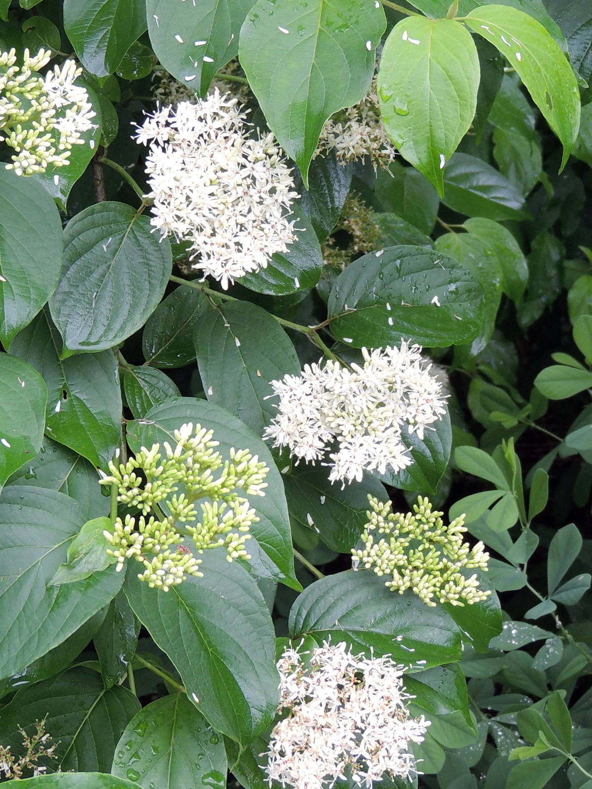 Silky dogwood flowers