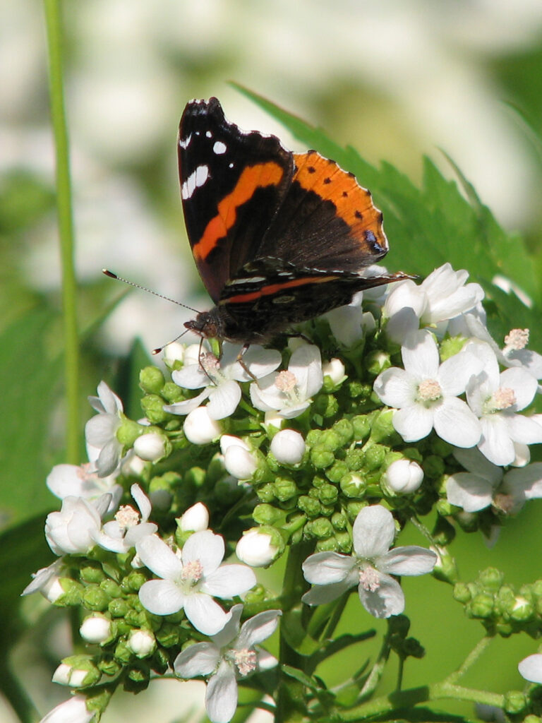 Glade mallow with red admiral