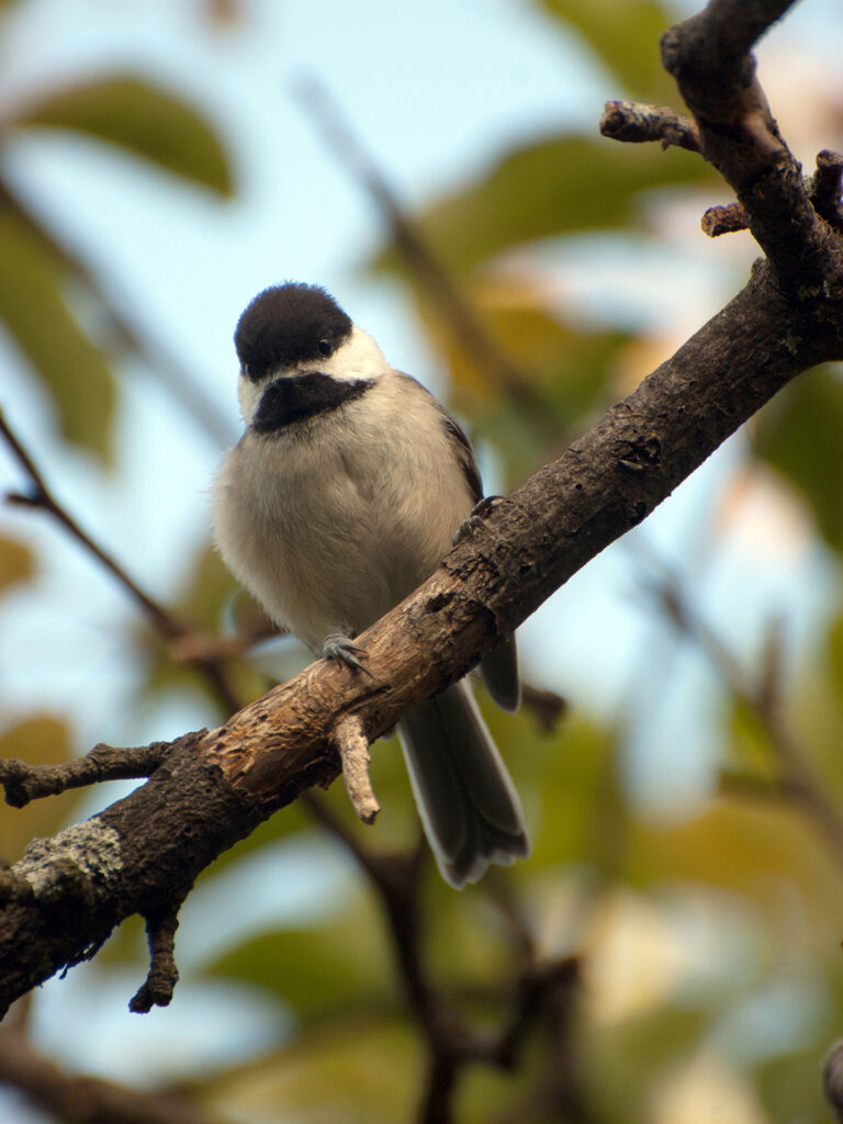 Chickadee