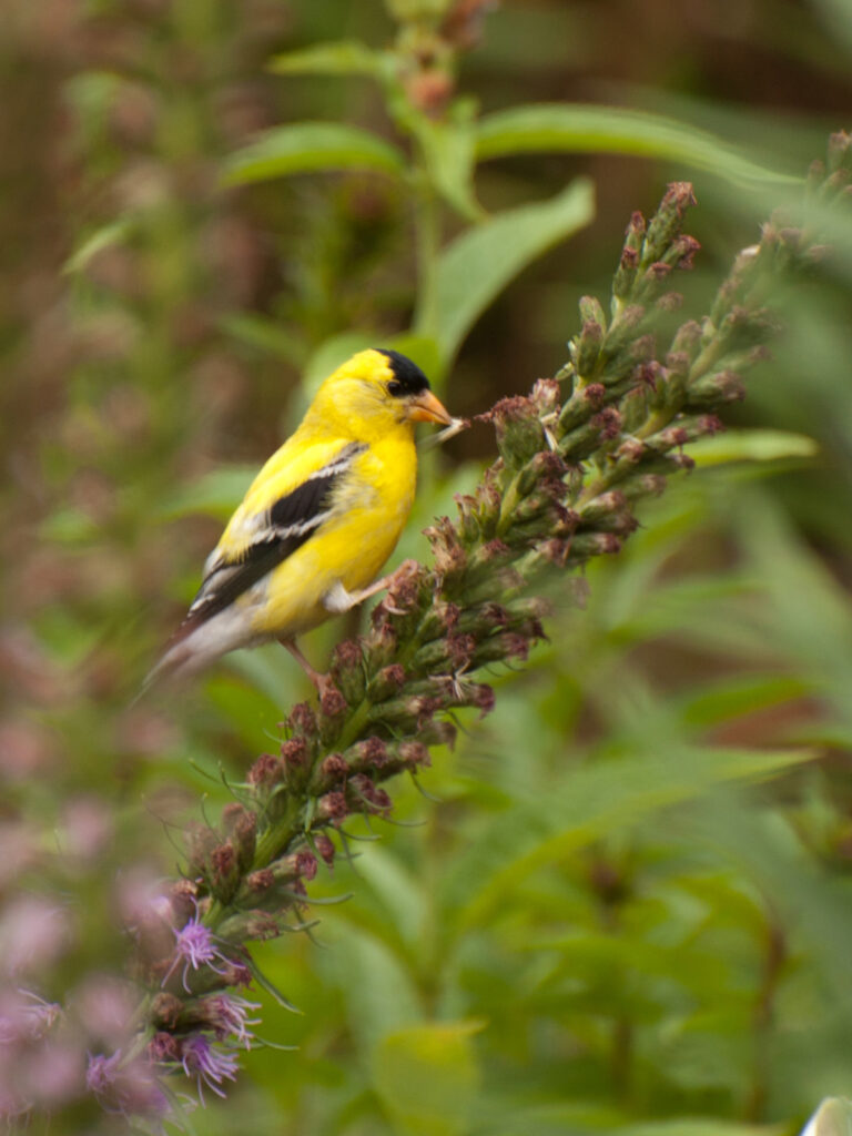 Goldfinch eating liatris seeds