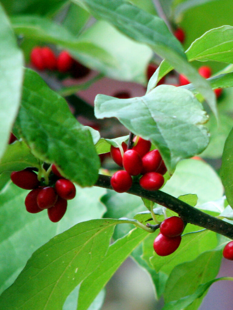 Spicebush berries