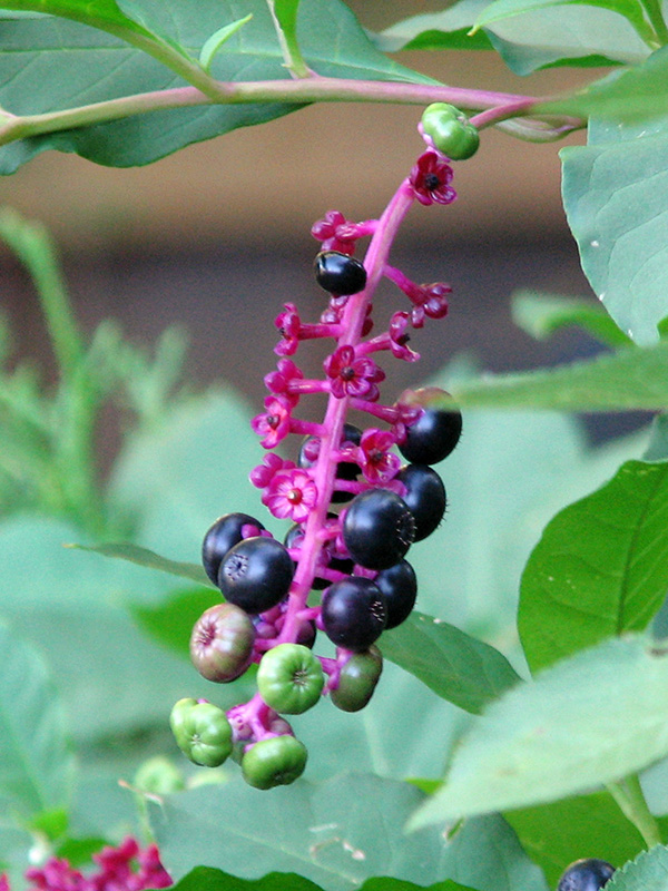 Pokeweed berries