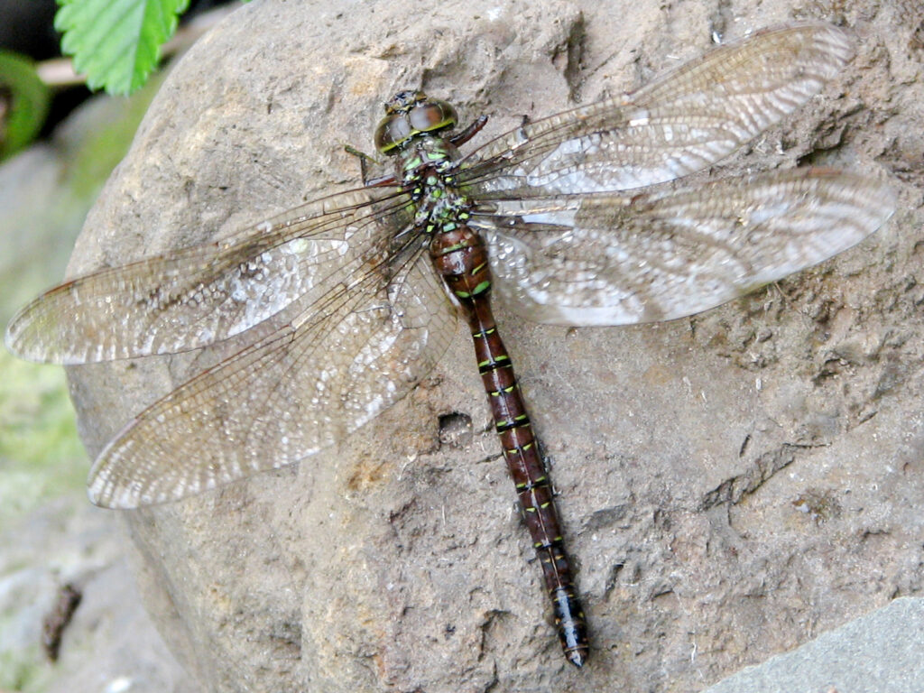 Shadow darner