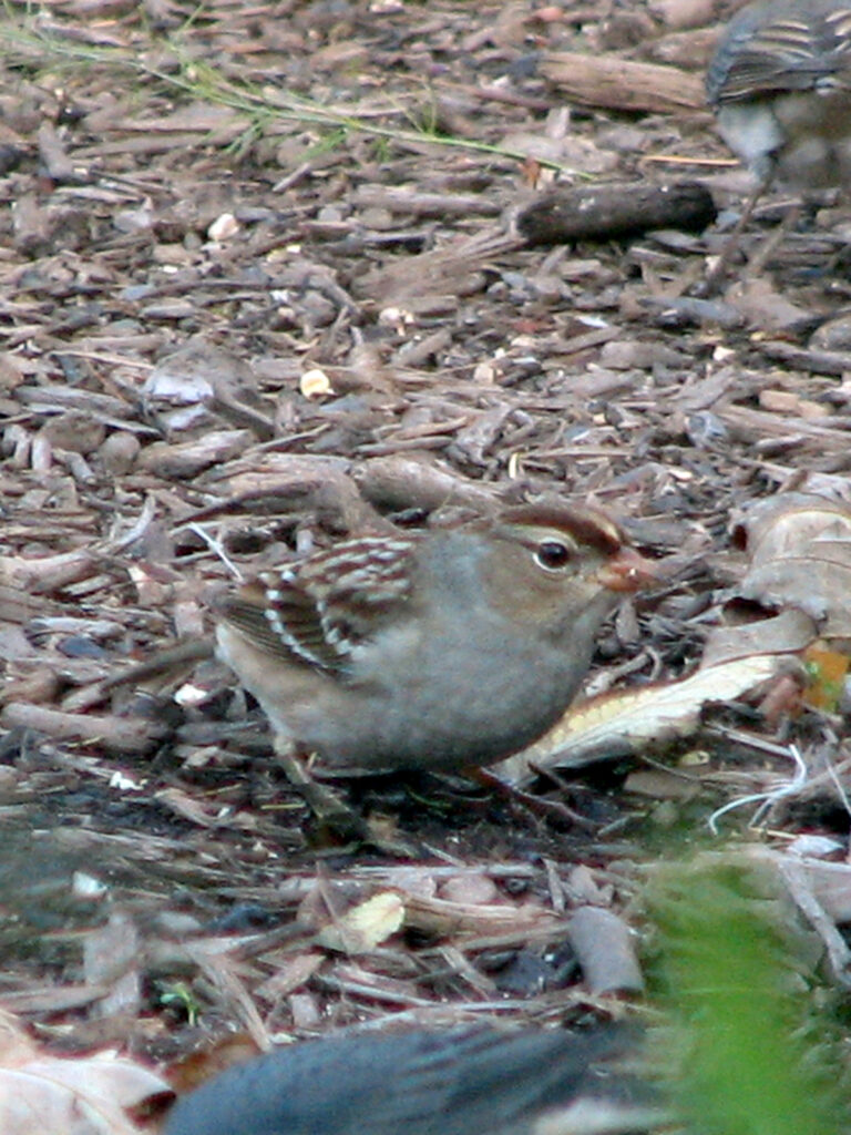 White-crowned sparrow female