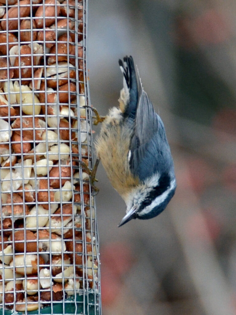 Red-breasted nuthatch