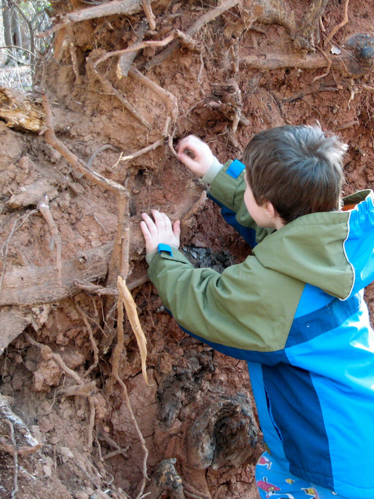 Child exploring tree roots