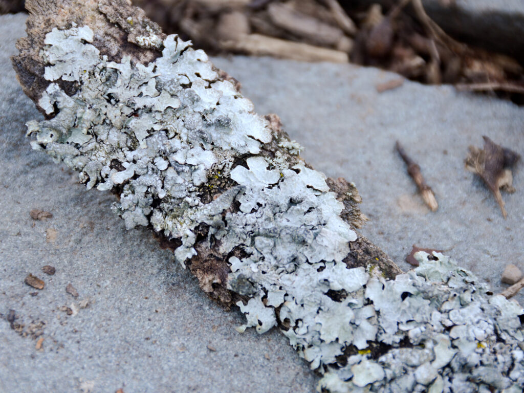 Lichen on a branch