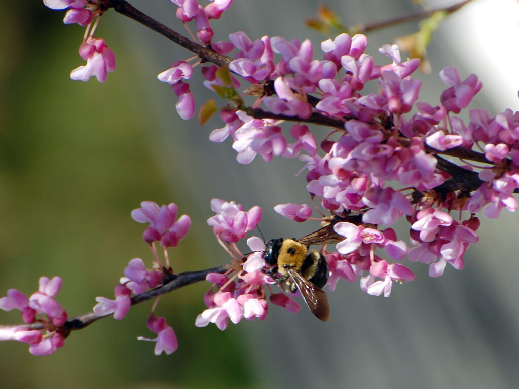 Bee nectaring on redbud