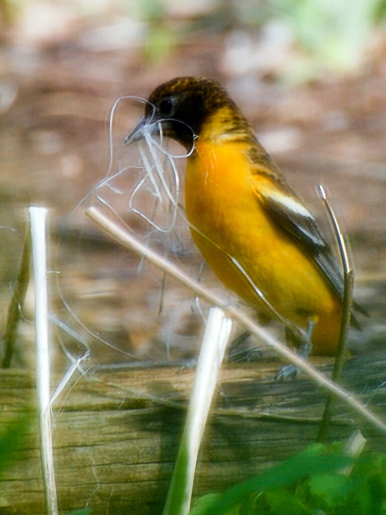 Getting fiber to build its nest