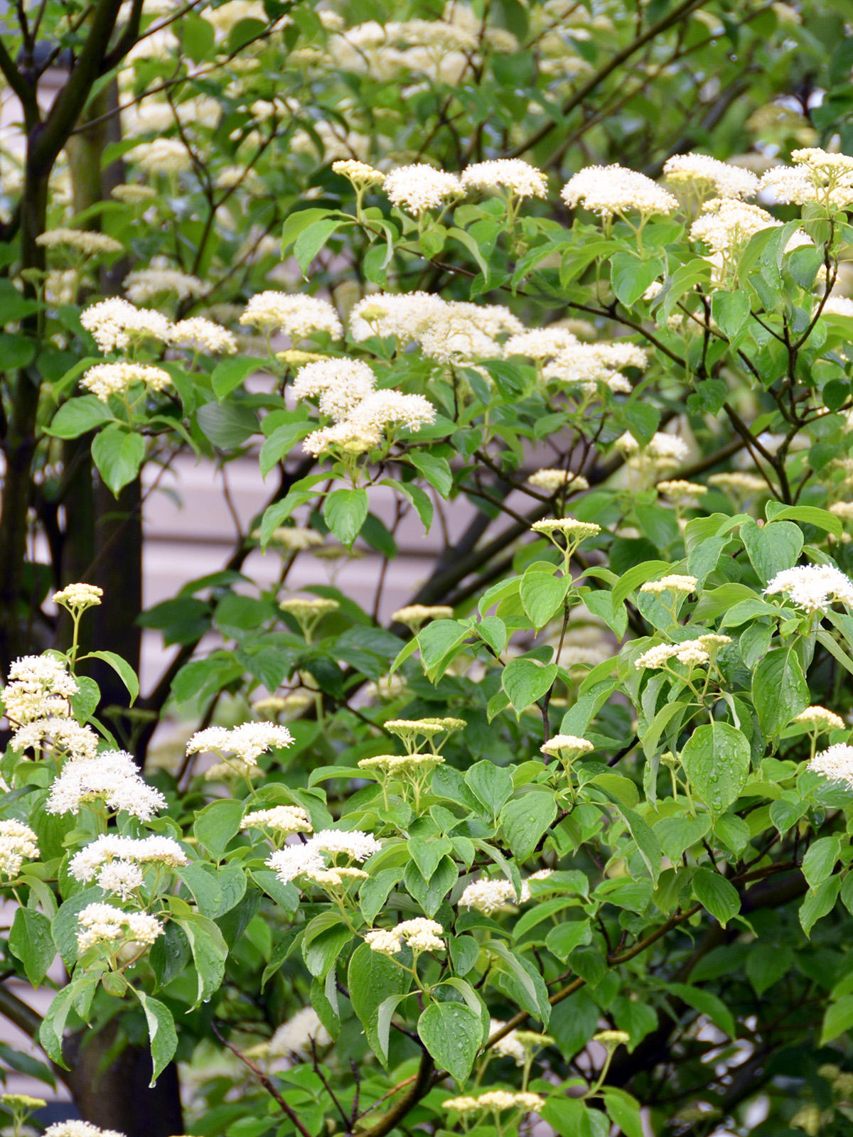 Our understory trees – Our Habitat Garden