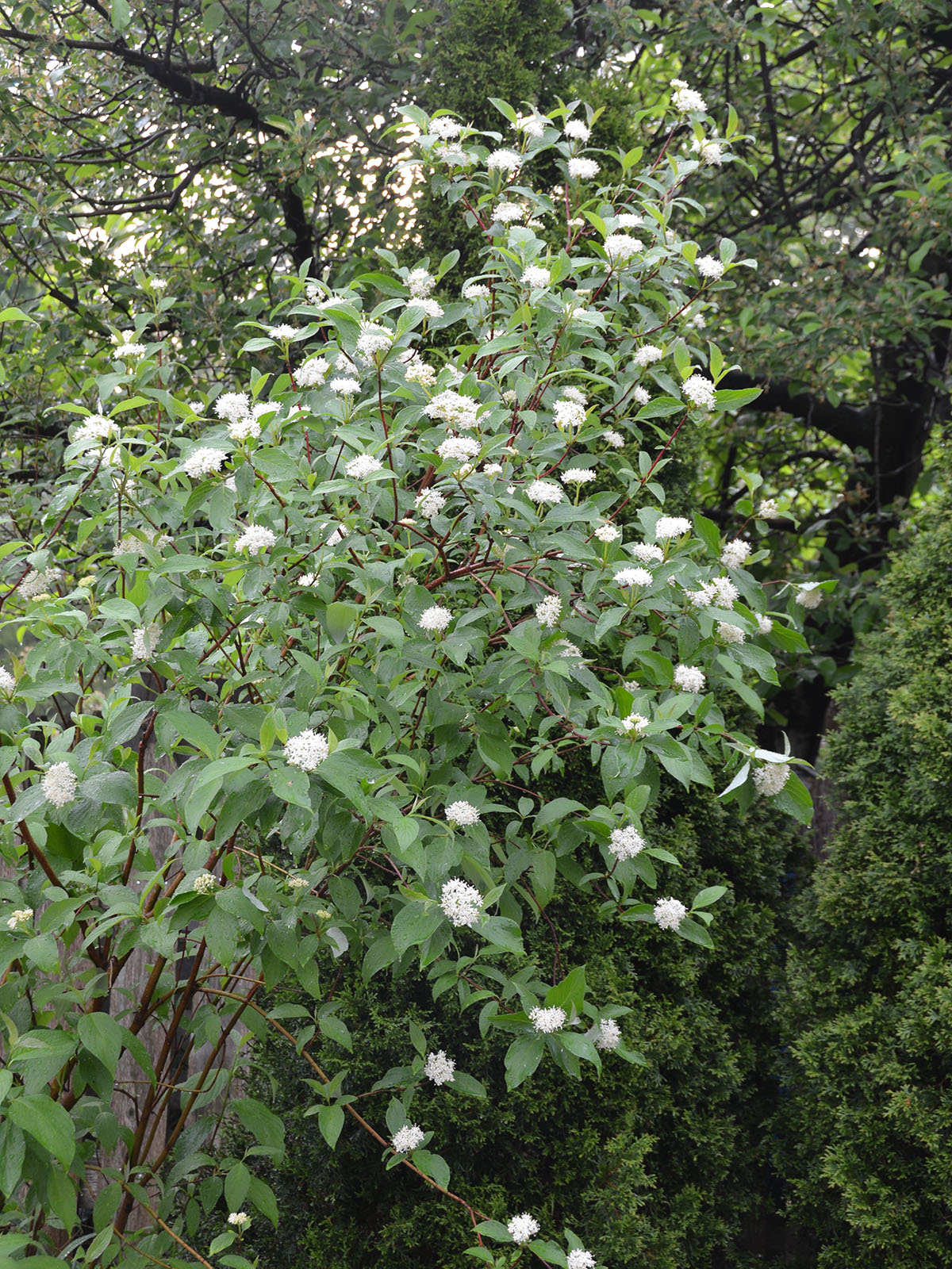 Redtwig dogwood in flower