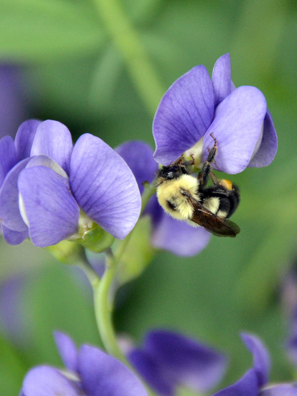 Bee nectaring on baptisia