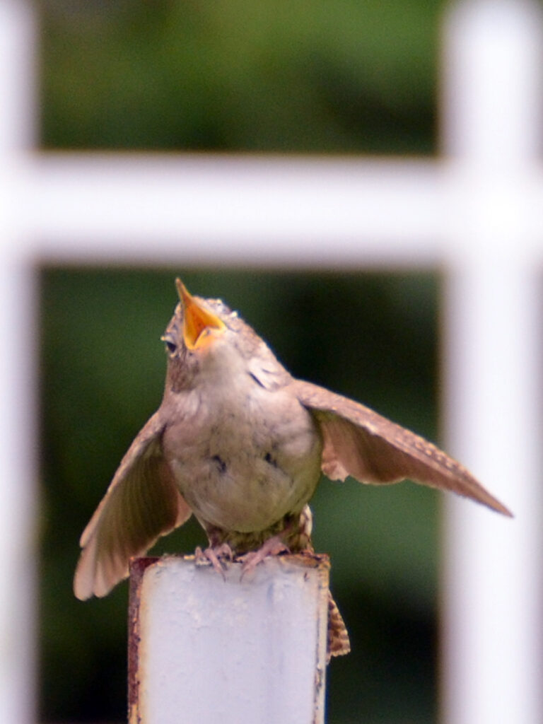 House wren singing