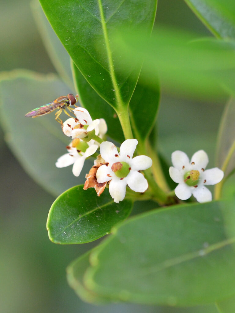 Hoverfly getting nectar from inkberry flowers