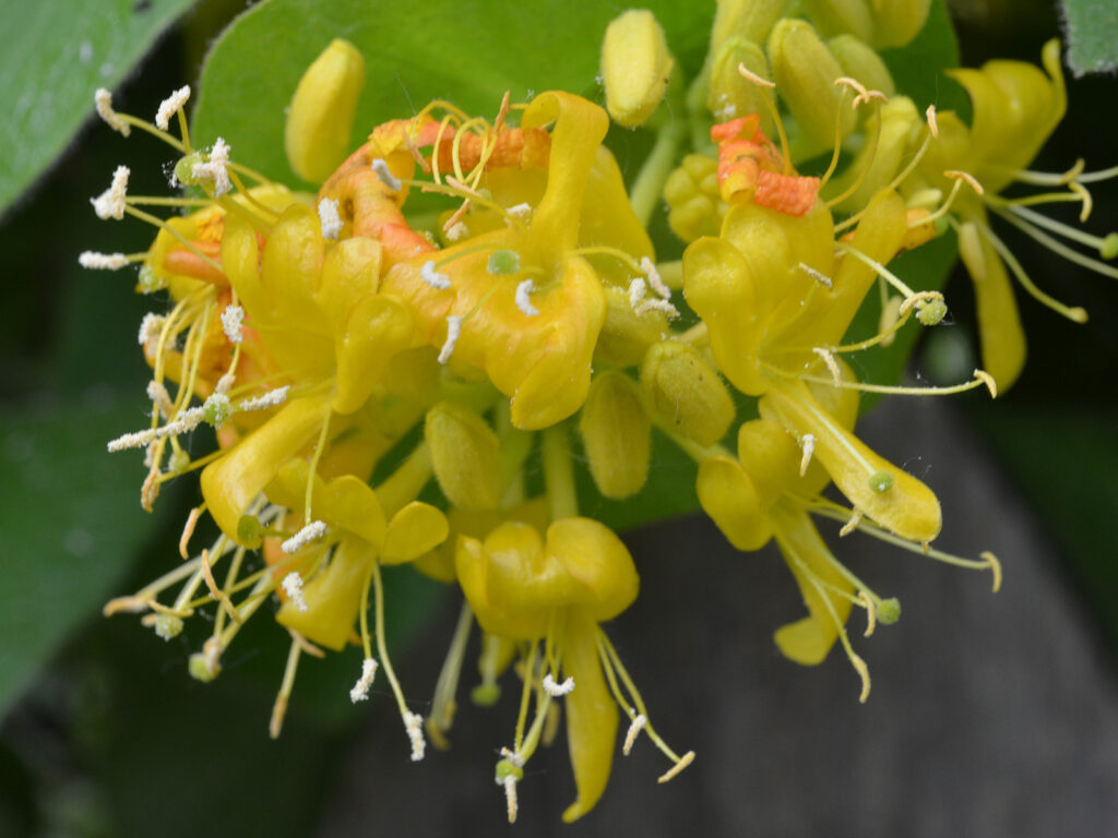 Hairy honeysuckle flower