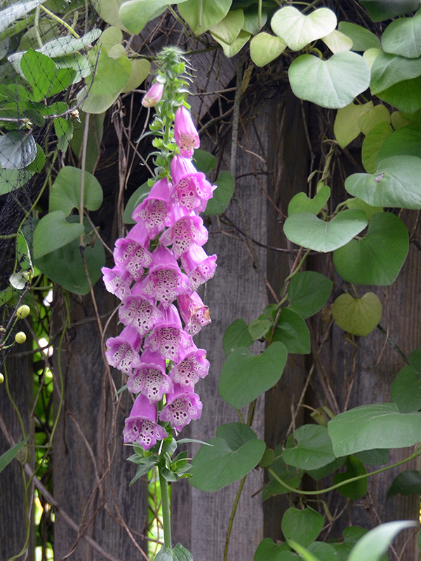 Foxglove