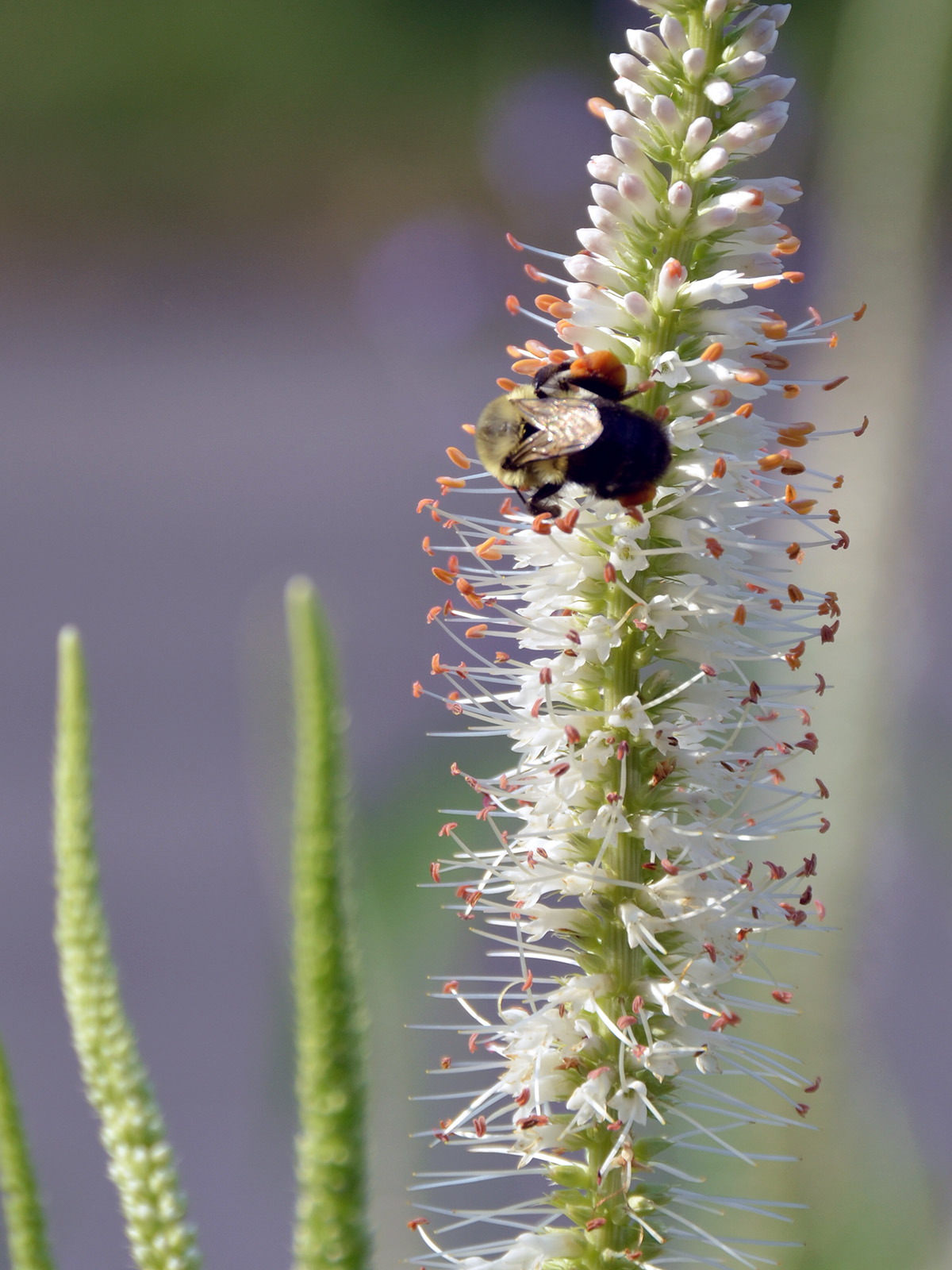 Bee nectaring on culver's root