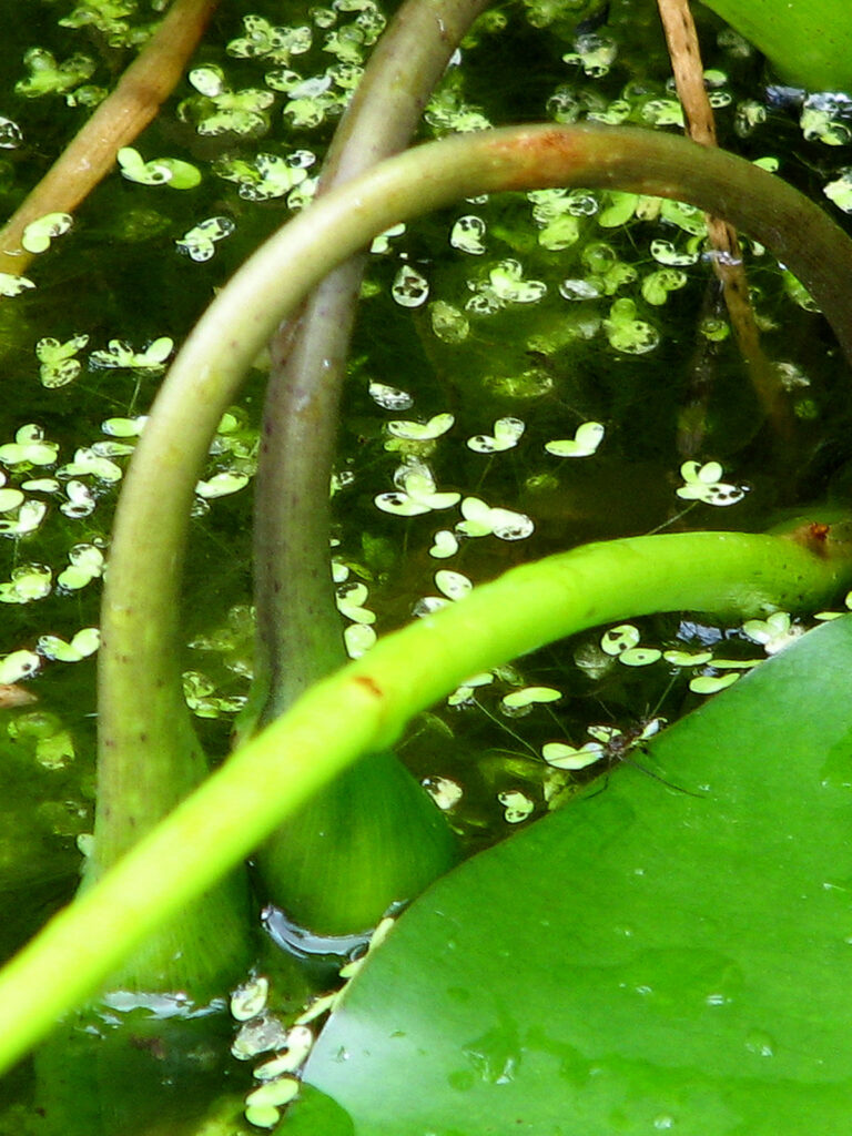 Arrow arum seedpod