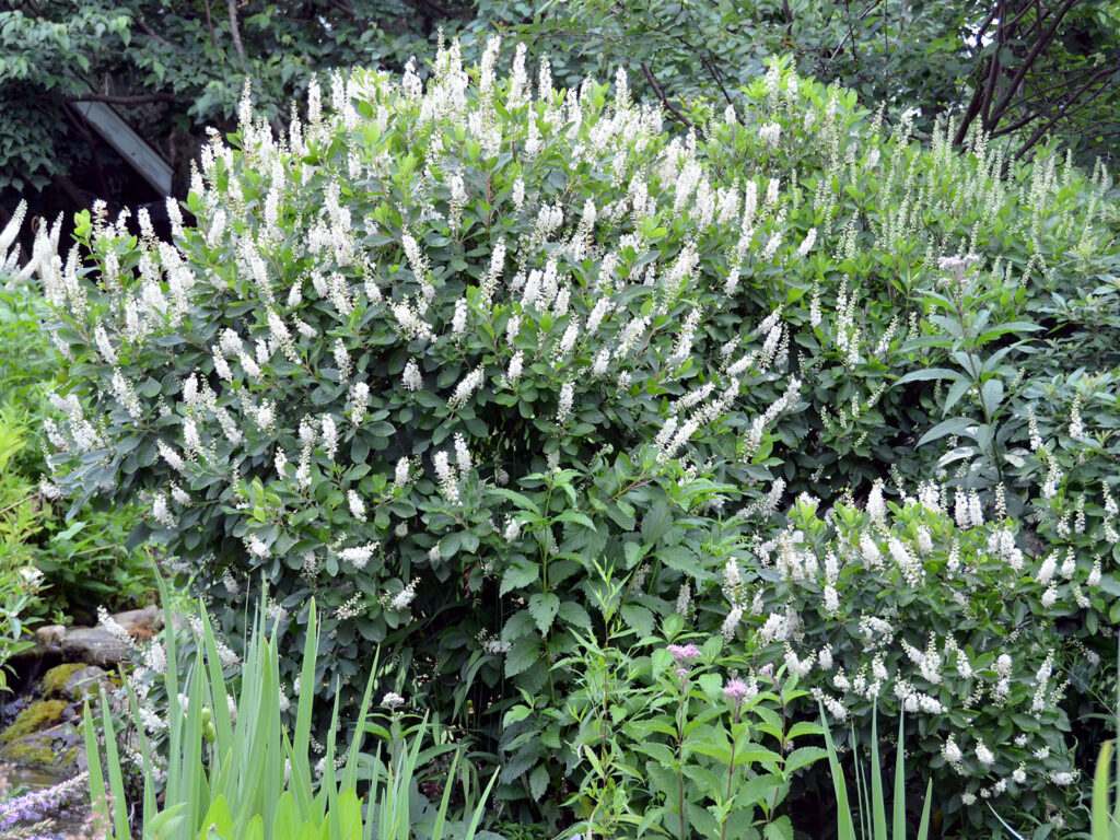 Clethra shrub