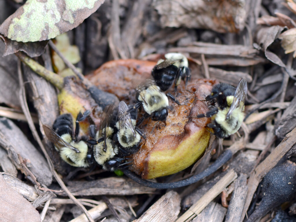 Bumble bees eating pears
