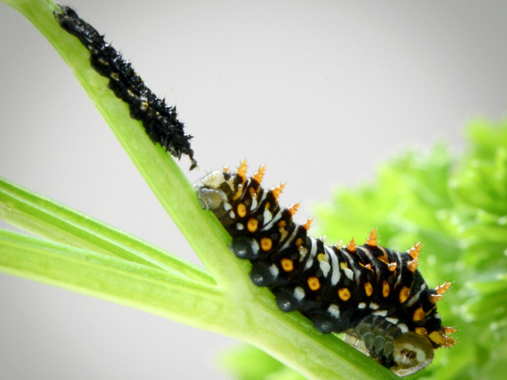 A black swallowtail caterpillar just finished molting