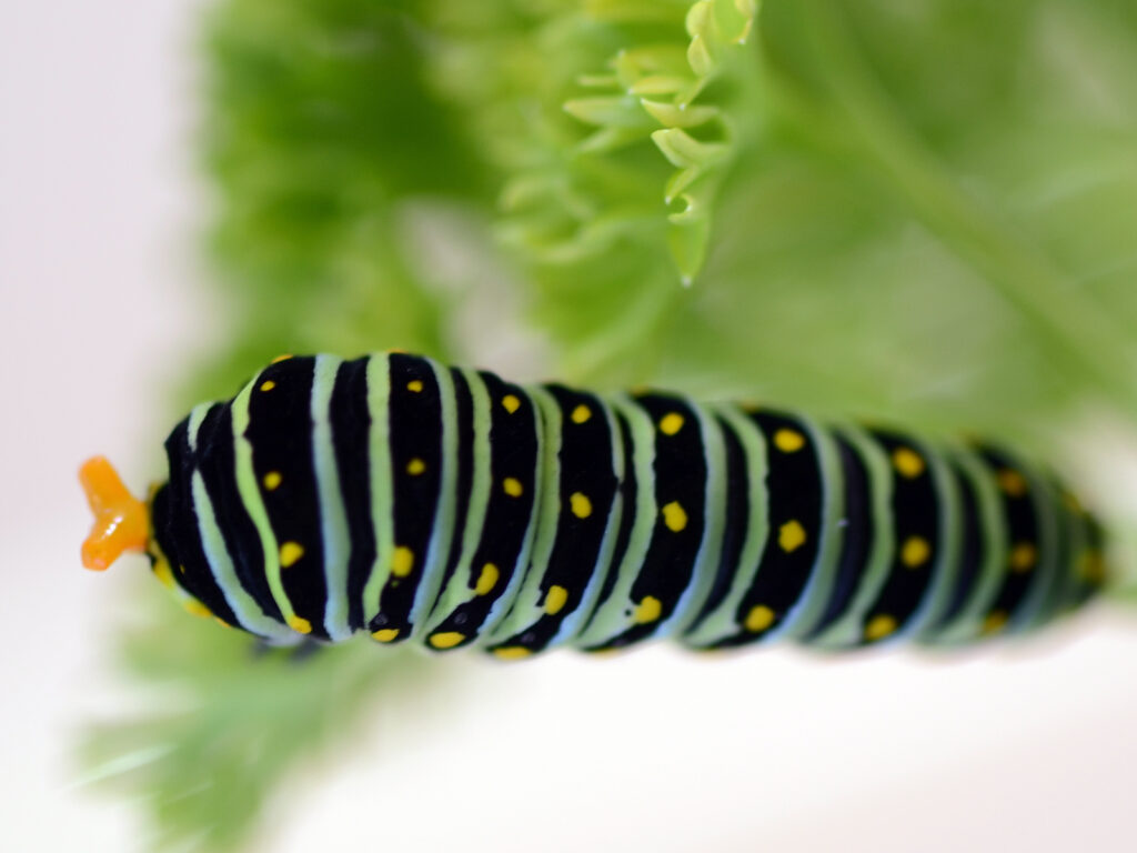 Black swallowtail caterpillar with osmeterium extruded
