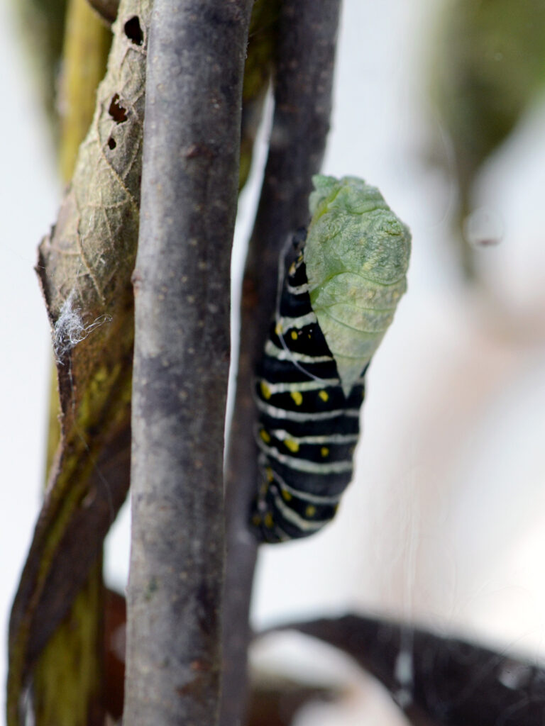 Black swallowtail caterpillar pupating