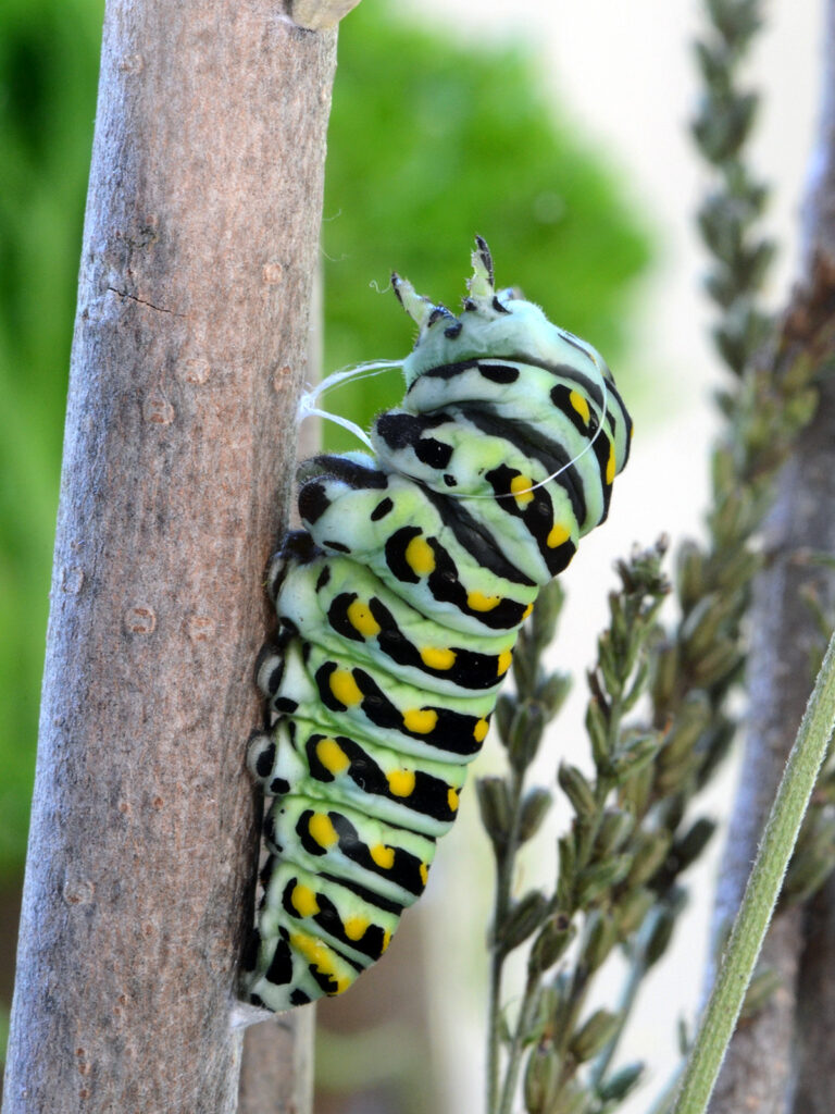 A black swallowtail caterpillar pupating