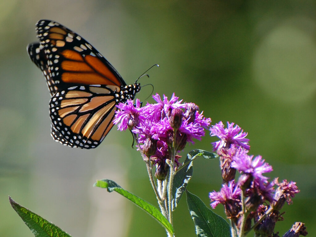 Monarch nectaring on NY ironweed
