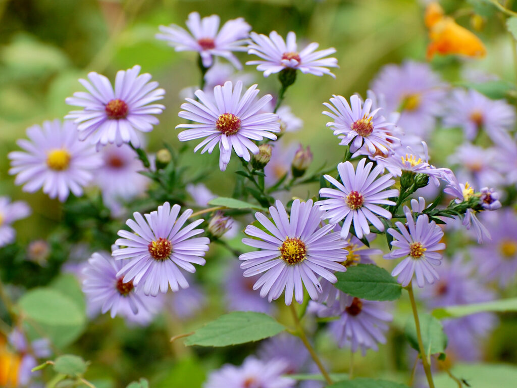 Smooth aster