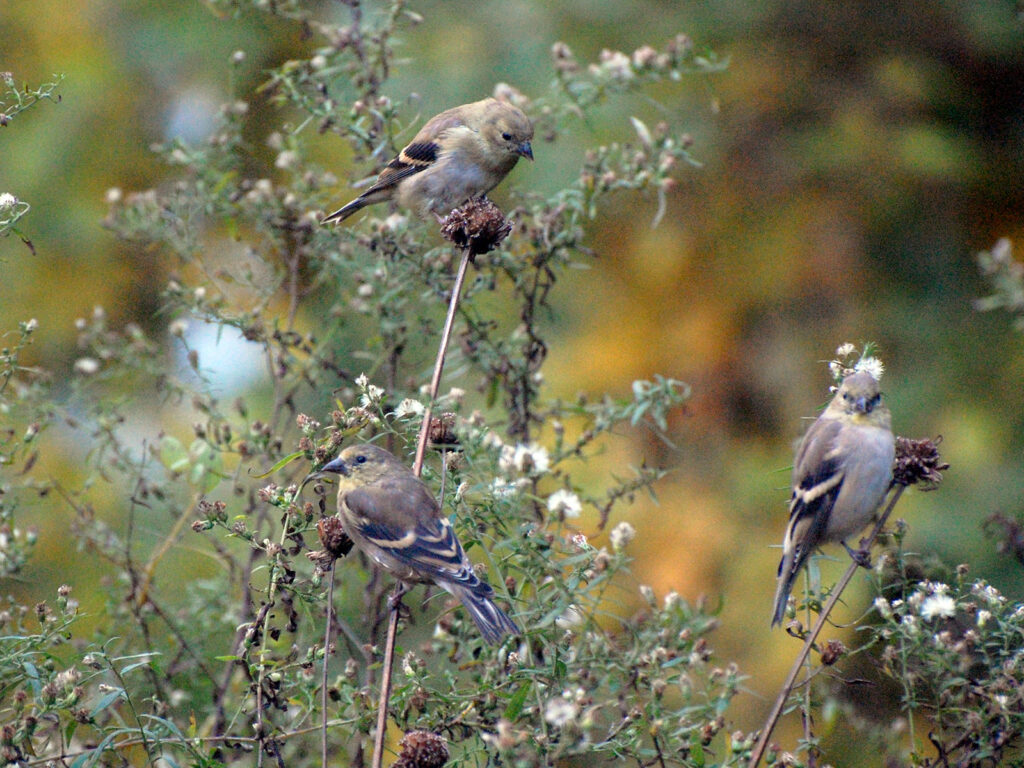 Goldfinches eating aster seeds
