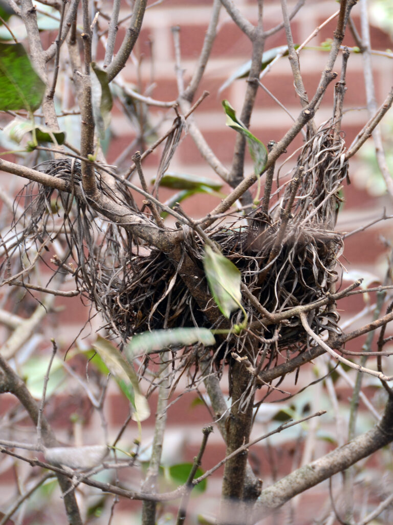 Grackle nest after nesting