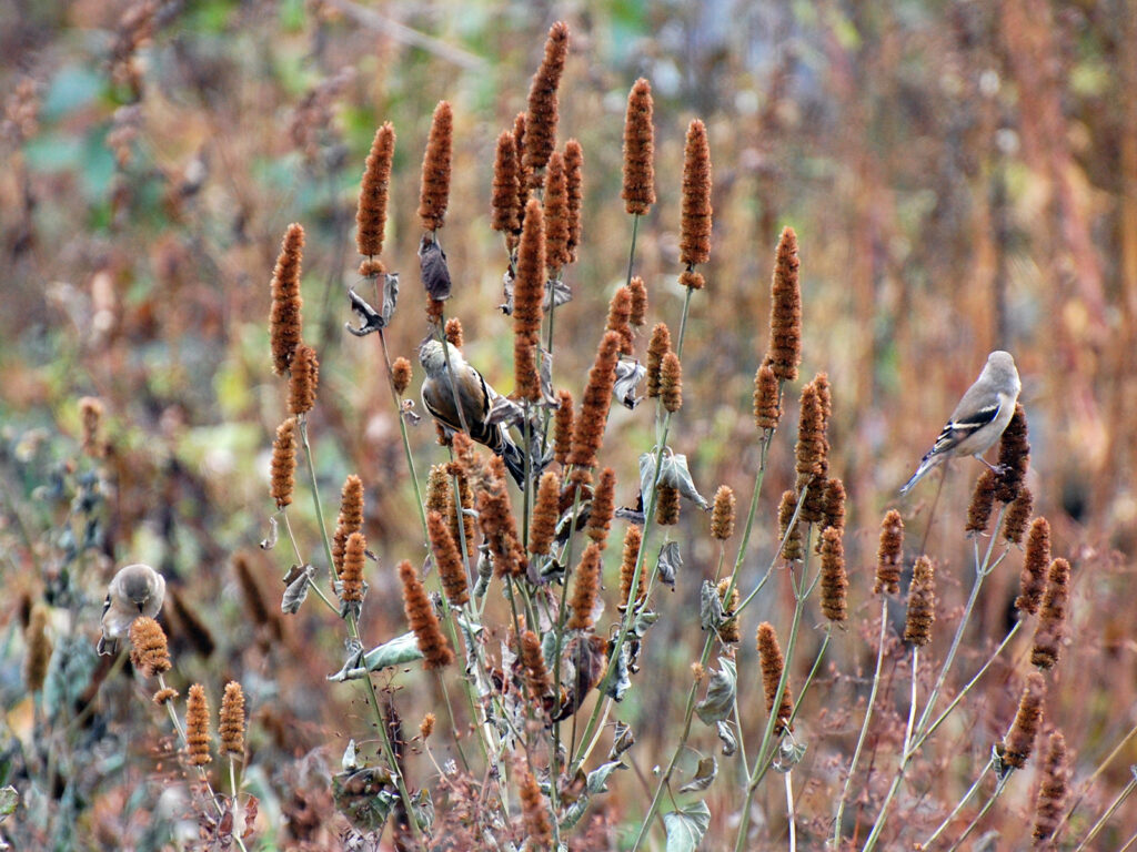 Goldfinches eating hyssop seeds