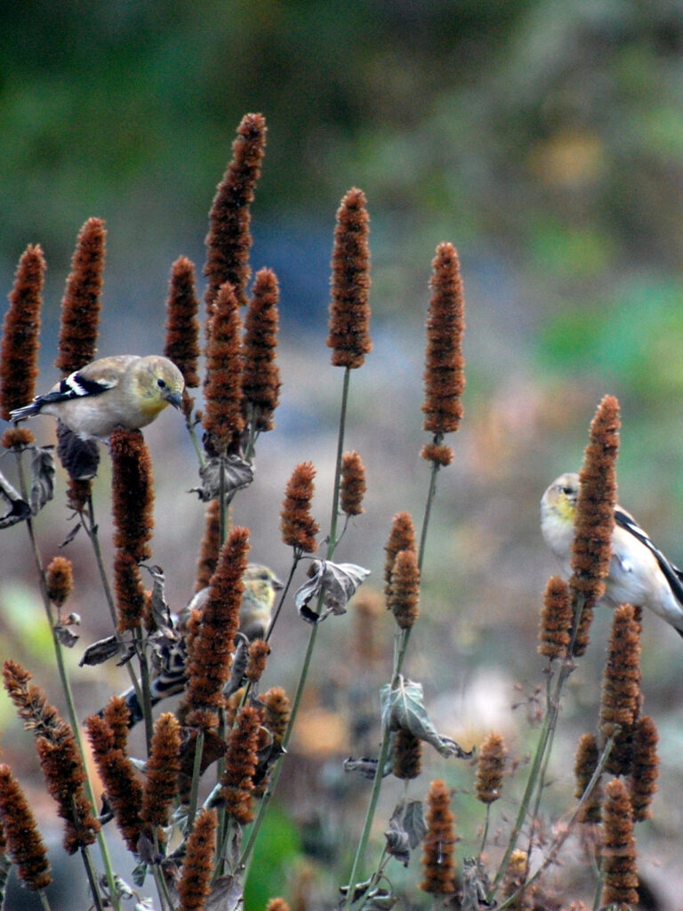 Anise hyssop seeds and goldfinches