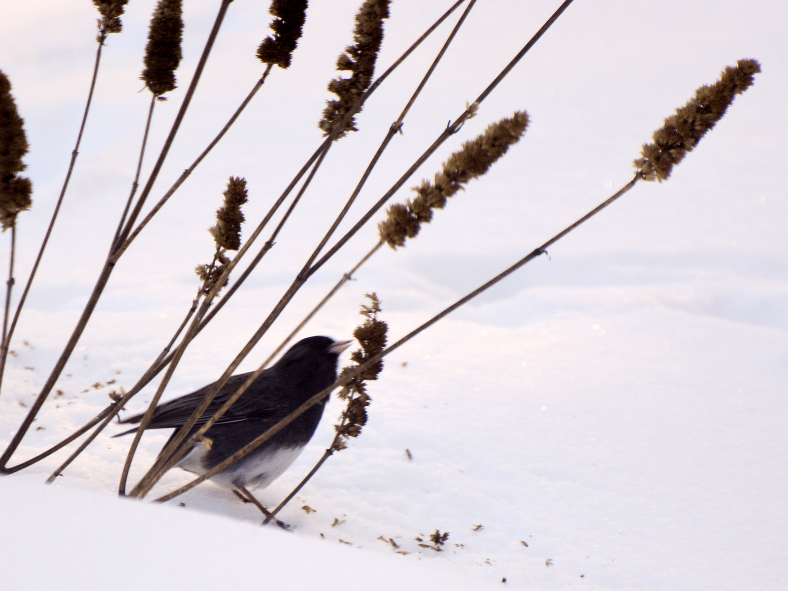 Birds eating seeds from plants – Our Habitat Garden - Umbrella Birds Eating Seeds
