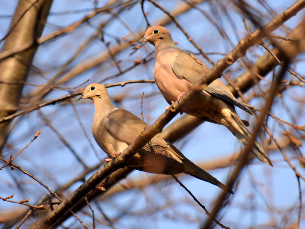 Mourning doves