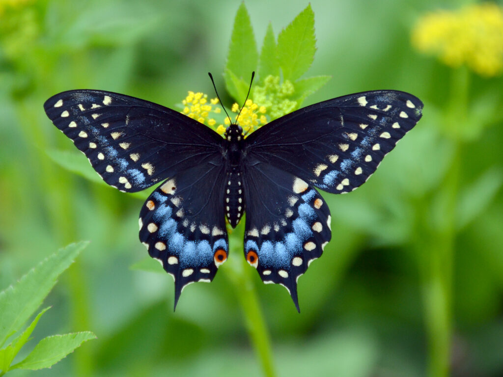 Black swallowtail female