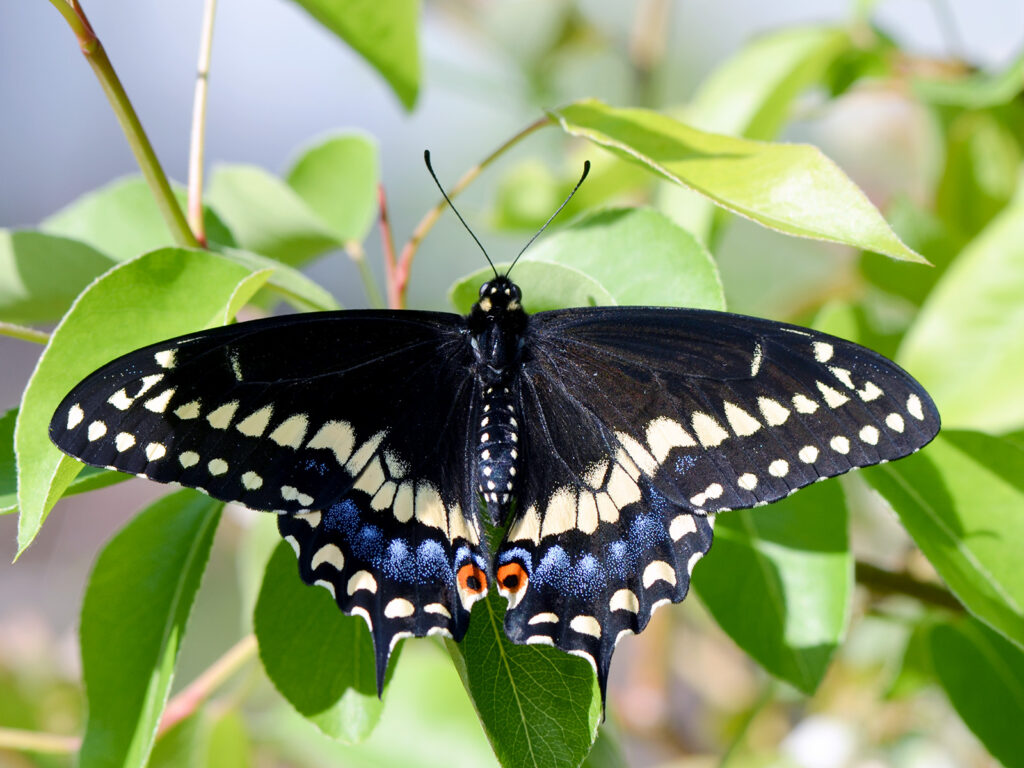 Black swallowtail male