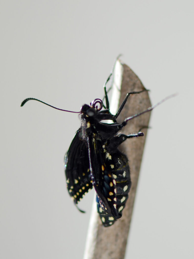 Black swallowtail closed