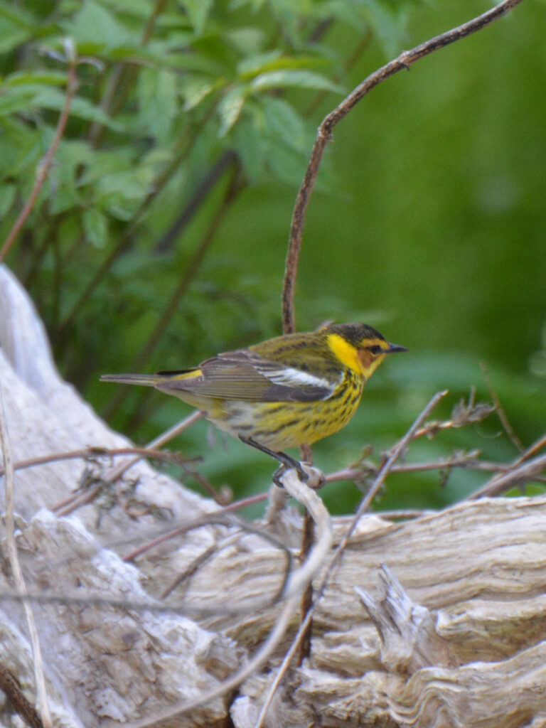 Cape May warbler